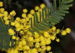 Acacia nanodealbata