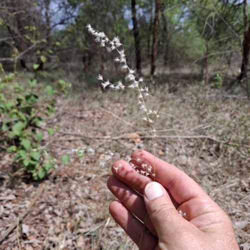 Melinis repens observed 2026-10-28