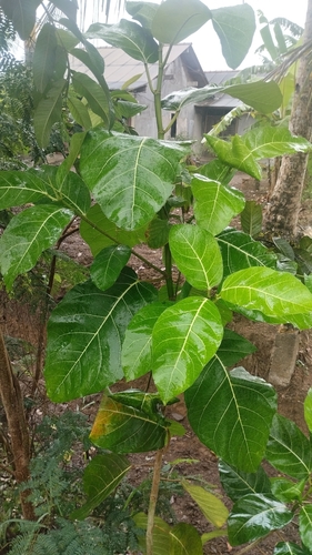 Ficus septica observed 2026-10-28