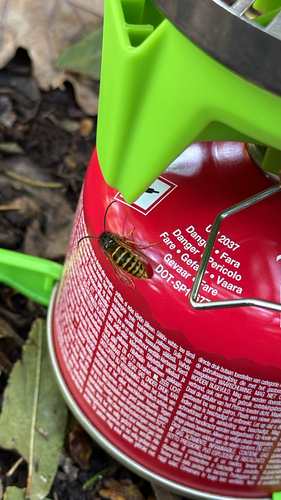 Vespula vulgaris, 2026-10-28