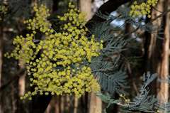 Acacia dealbata dealbata