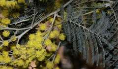 Acacia dealbata dealbata