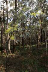 Acacia dealbata dealbata