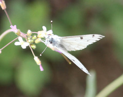 Pontia sisymbrii