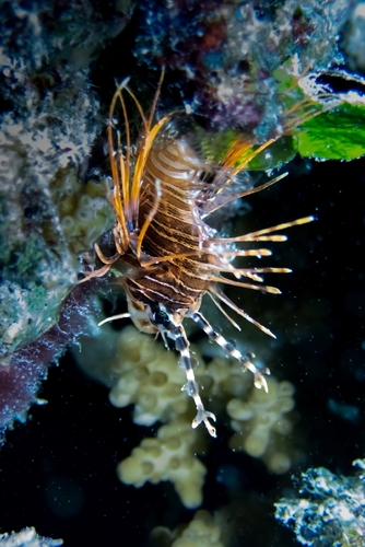 Pterois antennata observed 2026-10-19