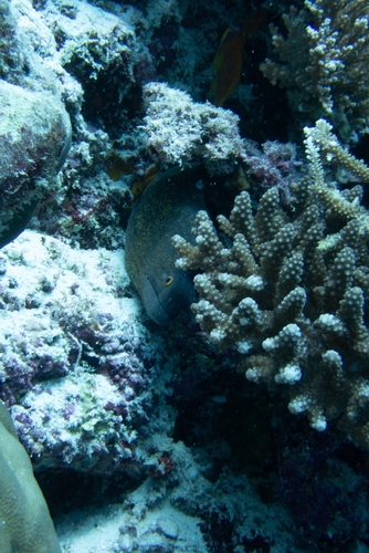 Gymnothorax flavimarginatus observed 2026-10-19