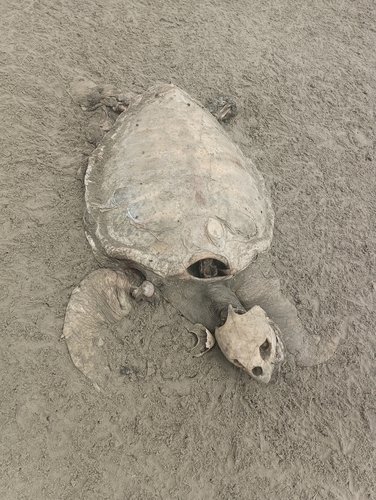 Chelonia observed 2026-10-28