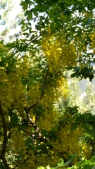 Laburnum anagyroides