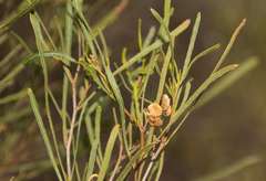Dodonaea viscosa angustissima