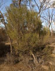 Dodonaea viscosa angustissima