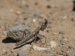 Litaneutria pacifica