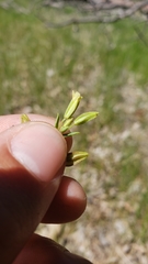 Erythranthe breviflora
