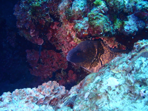 Gymnothorax observed 2026-10-28