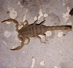 Chihuahuanus