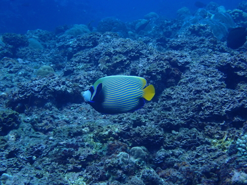Pomacanthus imperator observed 2026-10-28