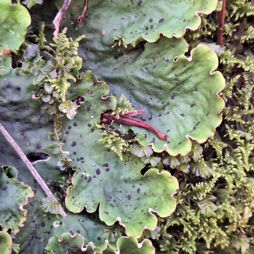 Peltigera observed 2026-10-28