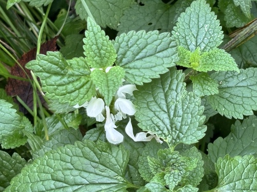 Lamium album observed 2026-10-28