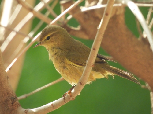 Phylloscopus observed 2026-10-28
