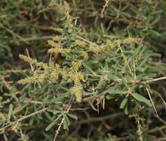 Chenopodium nitrariaceum