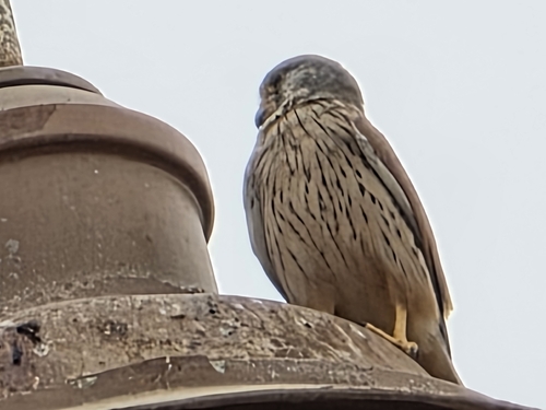 Falco tinnunculus observed 2026-10-28