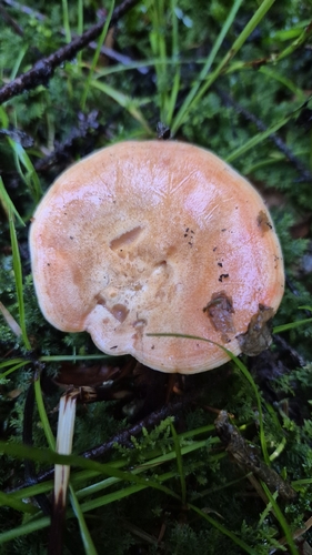 Lactarius lactarius observed 2026-10-28