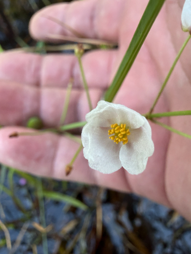 Sagittaria sagittifolia observed 2026-10-28