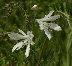 Paradisea liliastrum