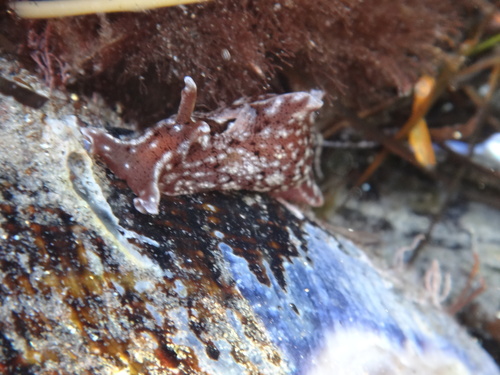 Aplysia californica, 2026-10-28