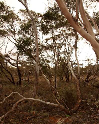 Image of Eucalyptus gracilis by (c) Russell Best, some rights reserved (CC BY)