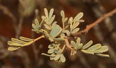 Senna artemisioides coriacea