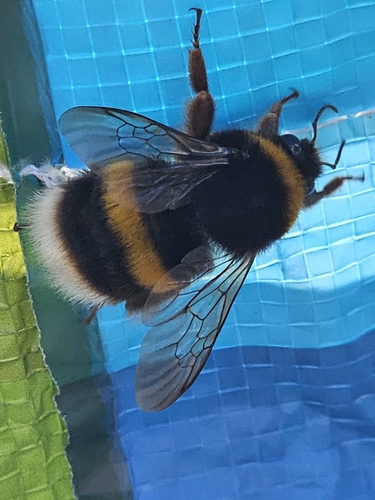 Bombus terrestris photograph by the iNaturalist community