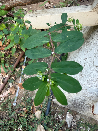 Euphorbia hypericifolia observed 2026-10-25
