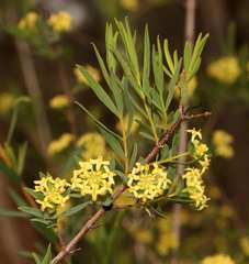 Pimelea microcephala microcephala