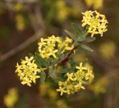 Pimelea microcephala microcephala
