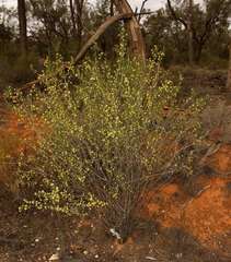 Pimelea microcephala microcephala
