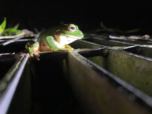 Rhacophorus observed 2026-10-28