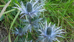 Eryngium alpinum