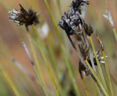 Schoenus subaphyllus