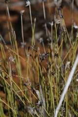 Schoenus subaphyllus