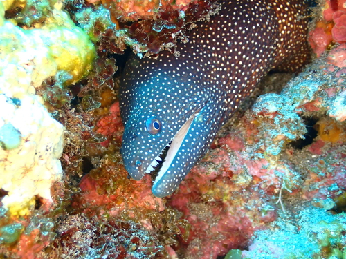 Gymnothorax observed 2026-10-28