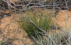 Schoenus subaphyllus