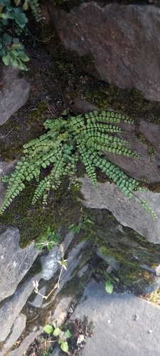 Asplenium observed 2026-10-28