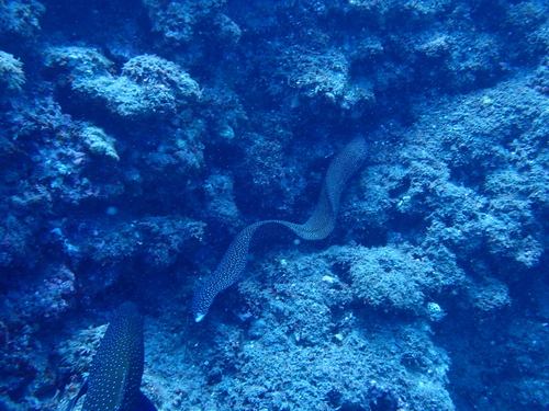 Gymnothorax observed 2026-10-28