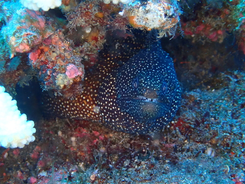 Gymnothorax observed 2026-10-28