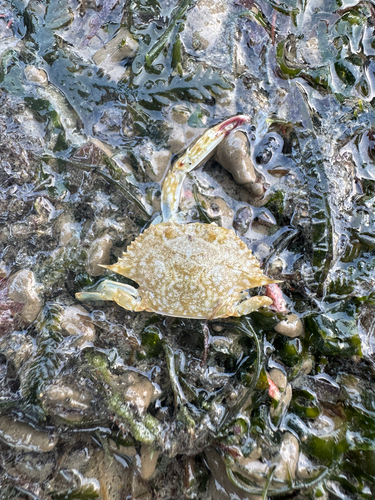Portunus pelagicus observed 2026-10-28
