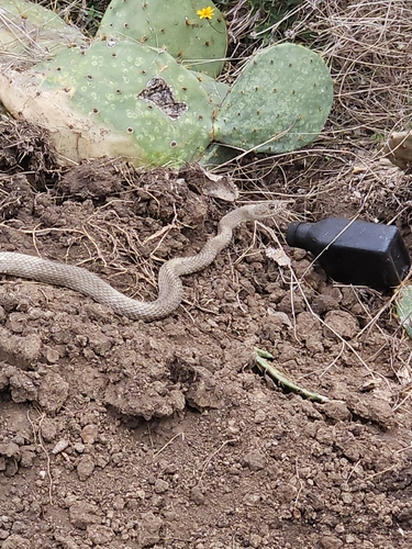 Masticophis flagellum observed 2026-10-27