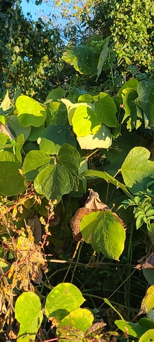 Pueraria montana observed 2026-10-28