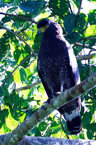 Spilornis cheela observed 2026-10-28