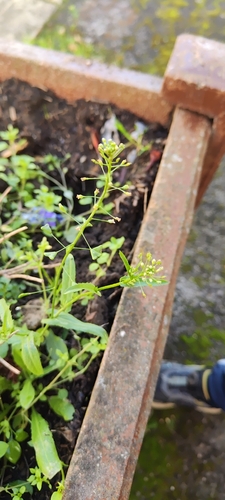 Capsella bursa-pastoris observed 2026-10-28