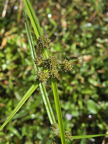 Cyperus difformis observed 2026-10-27
